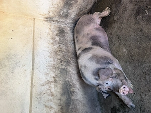 Purcea PIETRAN PUR 300 kg +