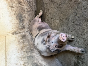 Purcea PIETRAN PUR 300 kg + - imagine 4