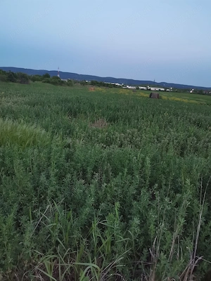 Lucernă de vânzare 