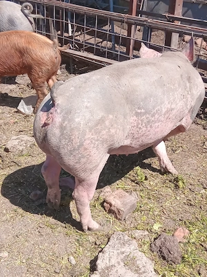 Pietrean scrofita fara par 
