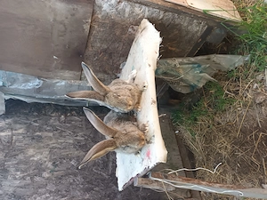 Tineret californian si urias trecuti de doua luni
