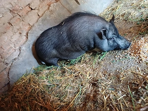 Purcea Vietnamez