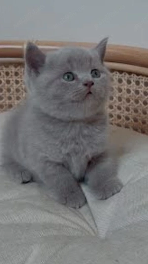 british shorthair 