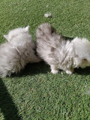 Vând pui de pisica persana chinchilla white silver sheded  - imagine 3