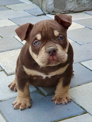 American bully pocket 
