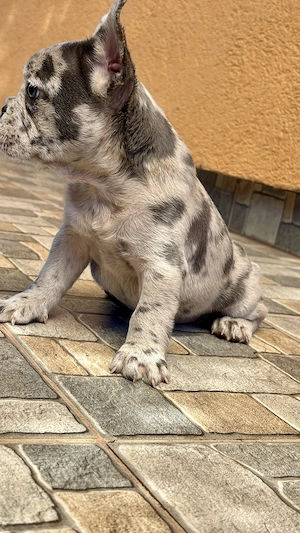 Bulldog Francez Blue Lilac Merle  - imagine 4