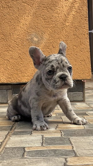 Bulldog Francez - imagine 3