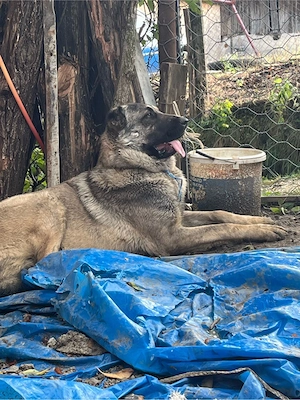 mascul kangal alabai volkodav bucovina caucazian - imagine 3