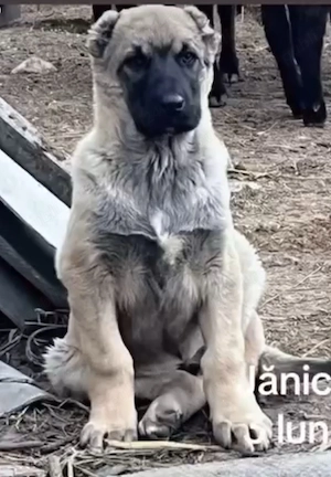 mascul kangal alabai volkodav bucovina caucazian