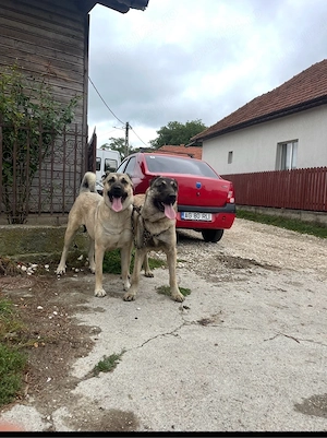 mascul kangal alabai volkodav bucovina caucazian - imagine 4