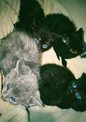 Pui British shorthair - imagine 3