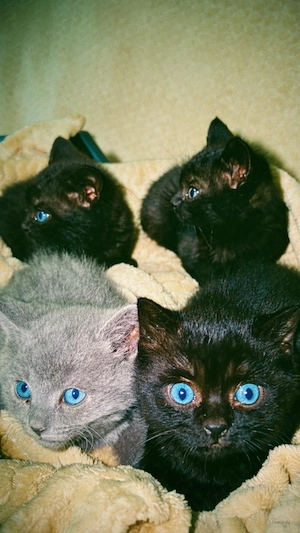 Pui British shorthair - imagine 2