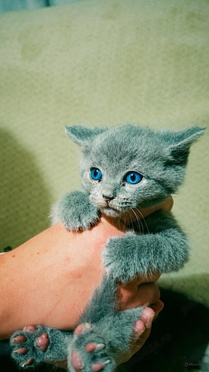 Pui British shorthair