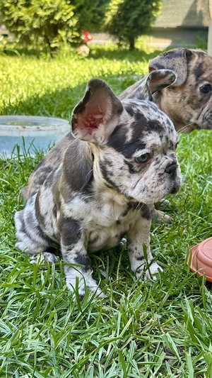 Bulldog Francez Lilac Merle Tan - imagine 5