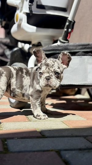 Bulldog Francez Lilac Merle Tan - imagine 2