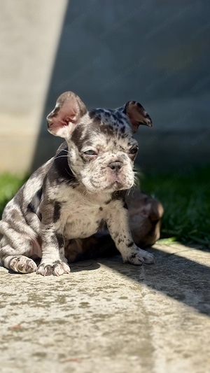 Bulldog Francez Lilac Merle Tan - imagine 4