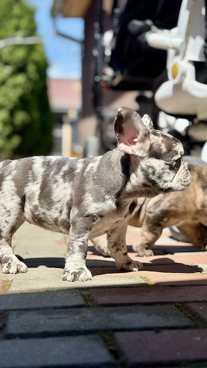 Bulldog Francez Lilac Merle Tan - imagine 3