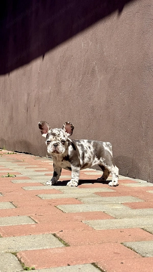 Bulldog Francez Lilac Merle Tan