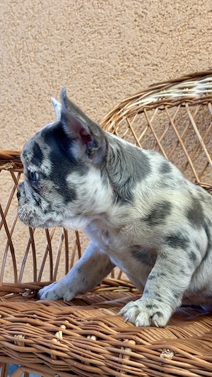 Bulldog Francez Blue Lilac Merle  - imagine 3