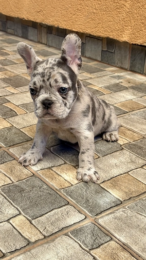 Bulldog Francez Blue Lilac Merle  - imagine 5