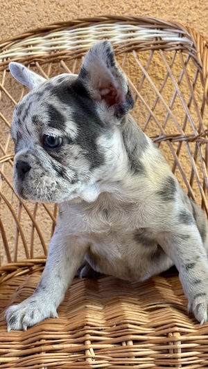 Bulldog Francez Blue Lilac Merle  - imagine 2