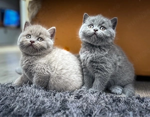 British shorthair lilac și british shorthair blue