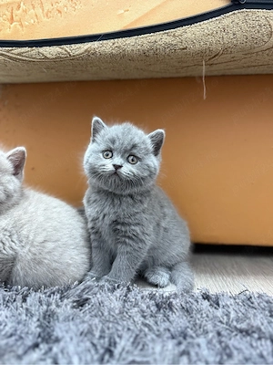 British shorthair lilac și british shorthair blue - imagine 2