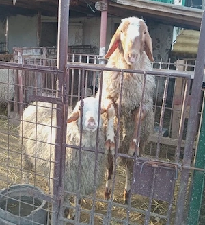 2 berbeci israelieni, aduși din Turcia, de vânzare - imagine 2