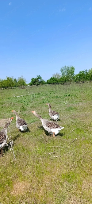 Gâște Toulouse de vânzare 