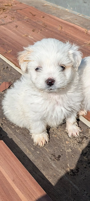 Pui de bichon