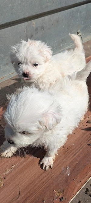 Pui de bichon - imagine 3