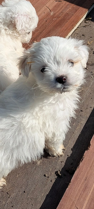 Pui de bichon - imagine 2