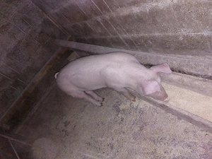 Scrofița 35 kg  aproximativ