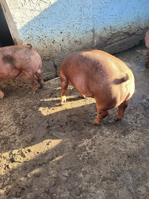 porci de vânzare - imagine 5