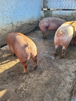 porci de vânzare - imagine 4