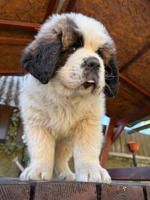 Saint Bernard 