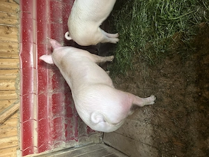 Porci de vânzare 