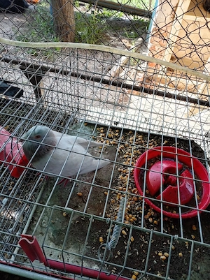 vând porumbel sau la schimb cu o femelă