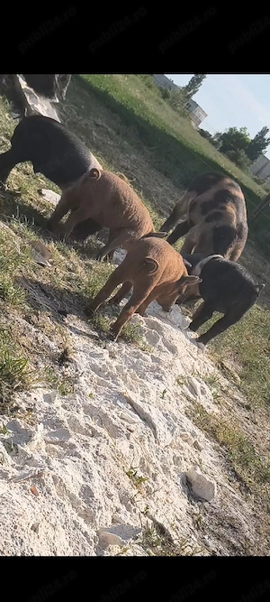 Purcei bazna și mangalița 