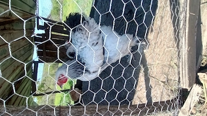 Dau la schimb 2 Cocoși Brahma pe găini brahma 