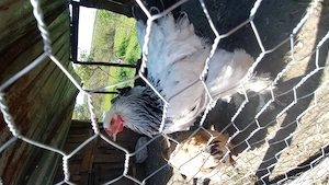 Dau la schimb 2 Cocoși Brahma pe găini brahma  - imagine 3
