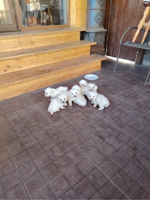 bichon maltez
