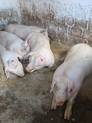 Porci de carne marele alb crescuți cu porumb 