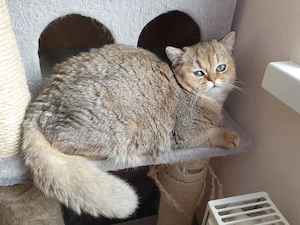 Motanel british adoptie