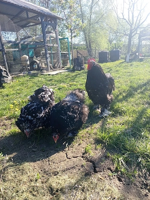 Familie cochinchina uriaș 