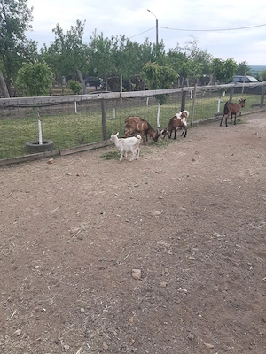Vand capre cu sau fara iezi.