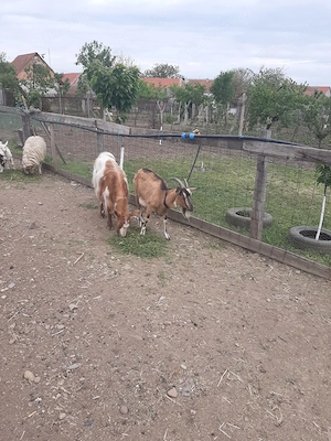 Vand capre cu sau fara iezi. - imagine 2