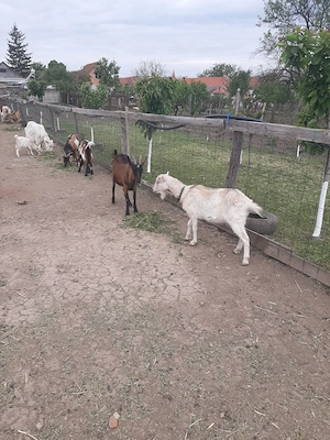 Vand capre cu sau fara iezi. - imagine 3