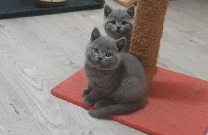 British shorthair Blue 