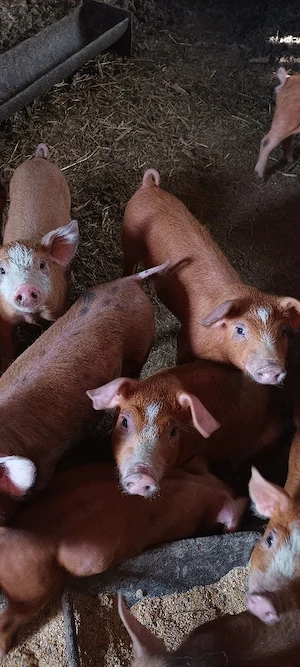 purcei duroc